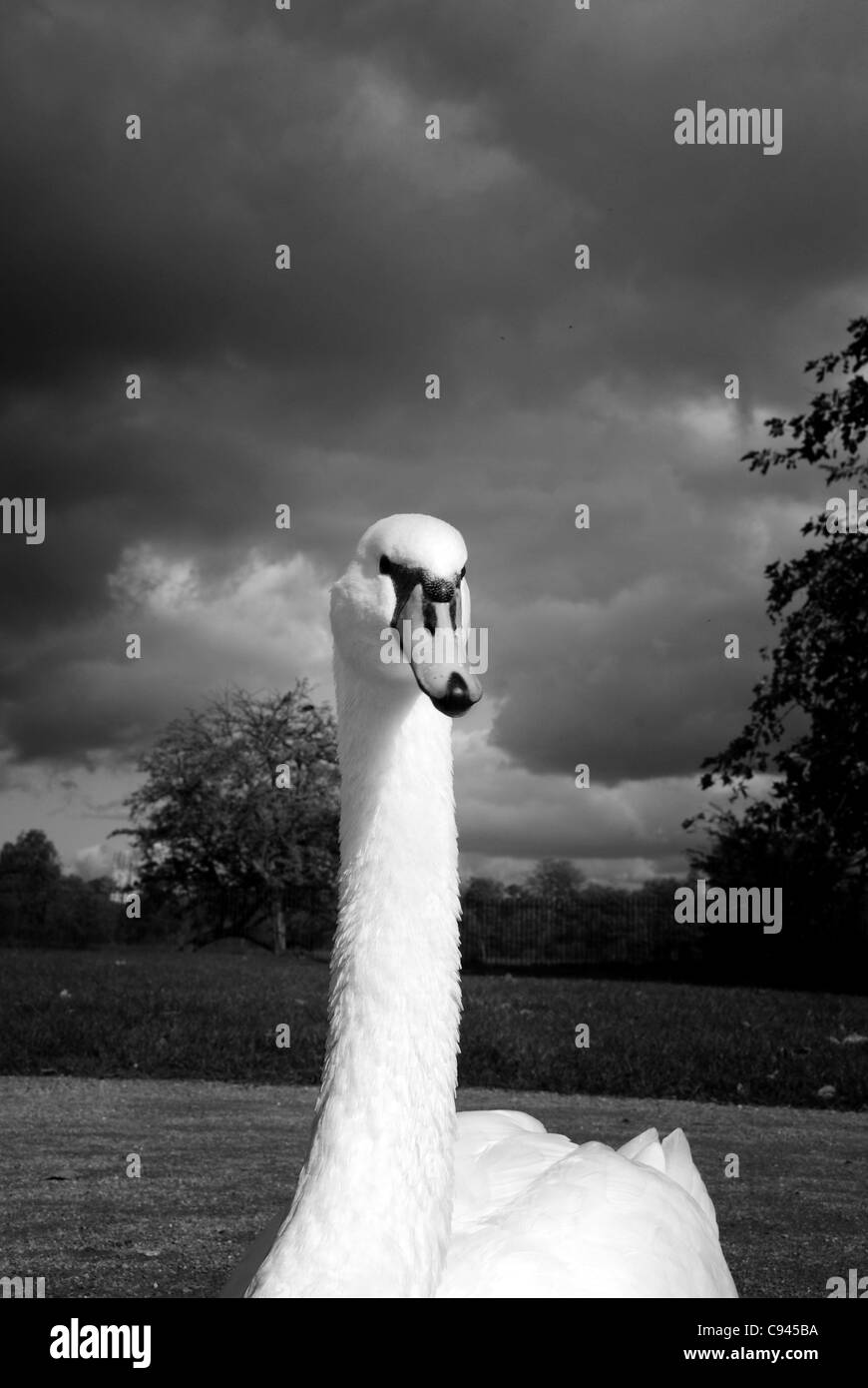 Swan Banque D'Images