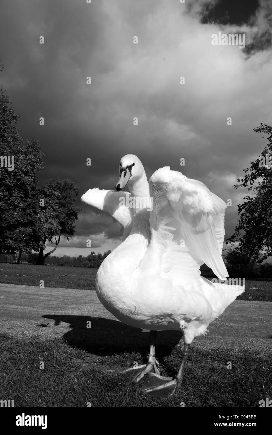 Swan Banque D'Images