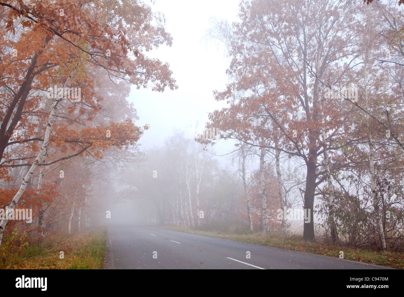Route forestière en un jour d'automne brumeux. Banque D'Images