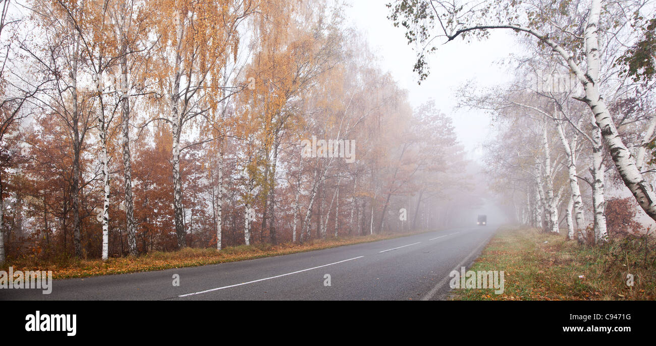 Route forestière en un jour d'automne brumeux. Banque D'Images