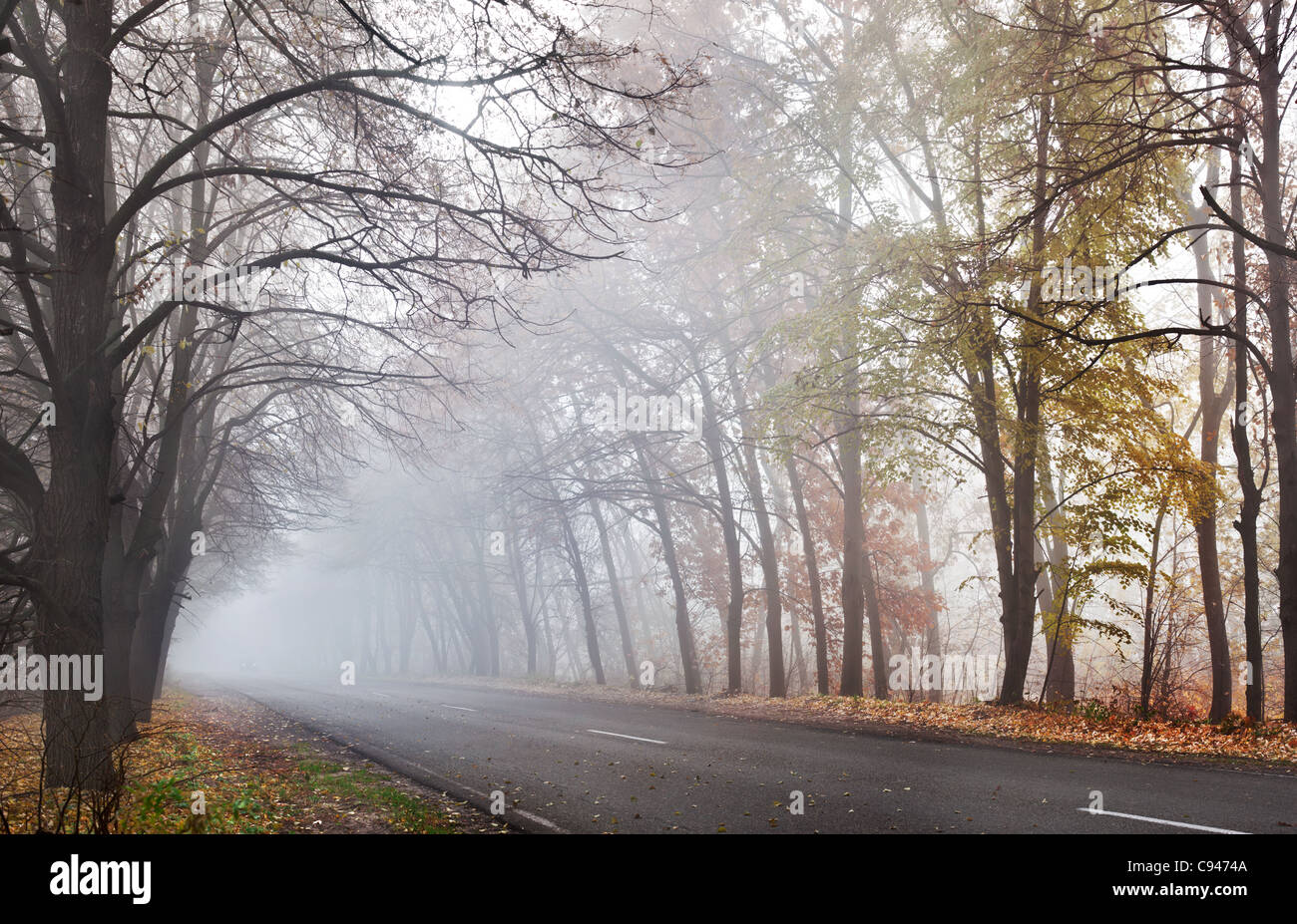 Route forestière en un jour d'automne brumeux. Banque D'Images