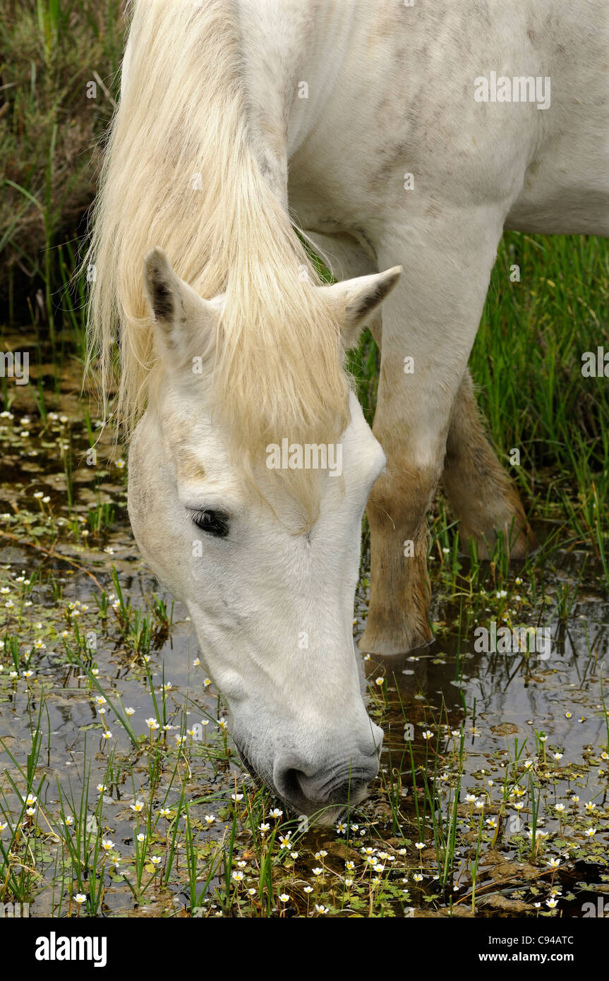 Cheval de Camargue se nourrissant de plantes dans une zone marécageuse, Camargue, France Banque D'Images