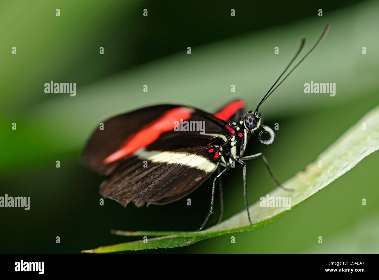 Postman, papillon Tropical Heliconius melpomene, Mexique Banque D'Images