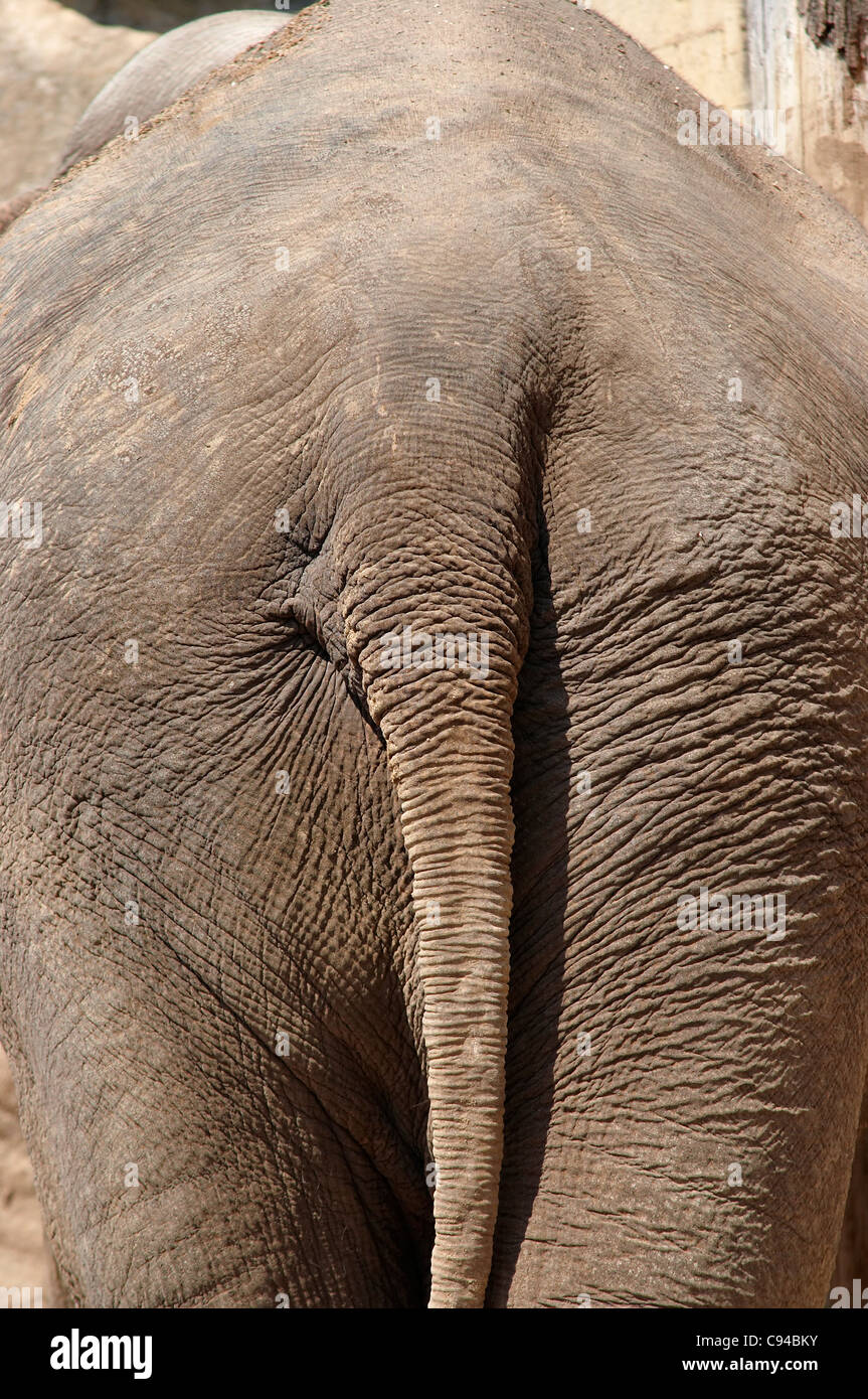 L'arrière de l'éléphant avec queue Banque D'Images
