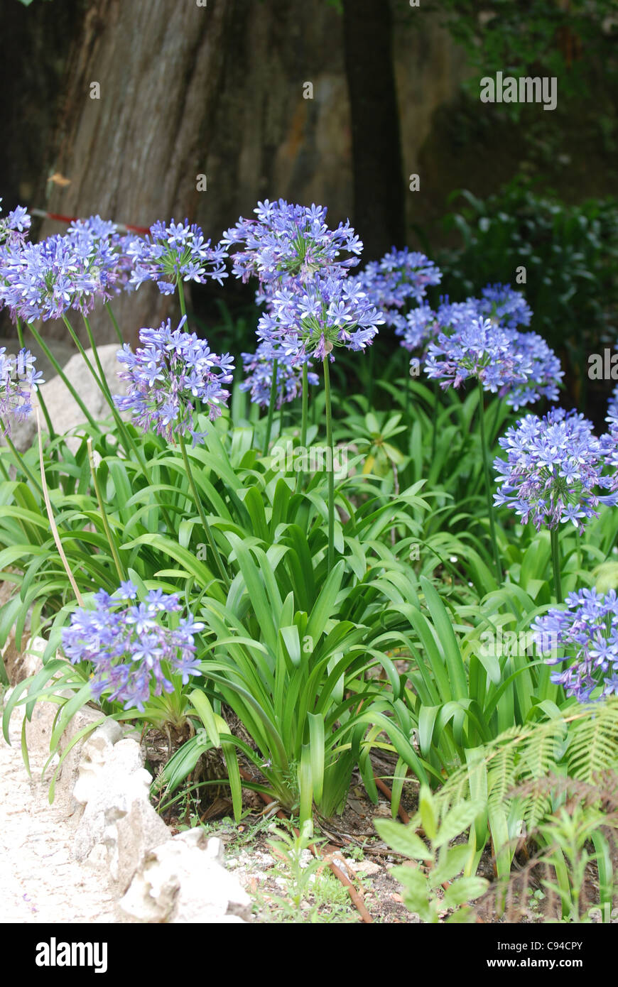 L'allium fleurs dans un jardin Banque D'Images