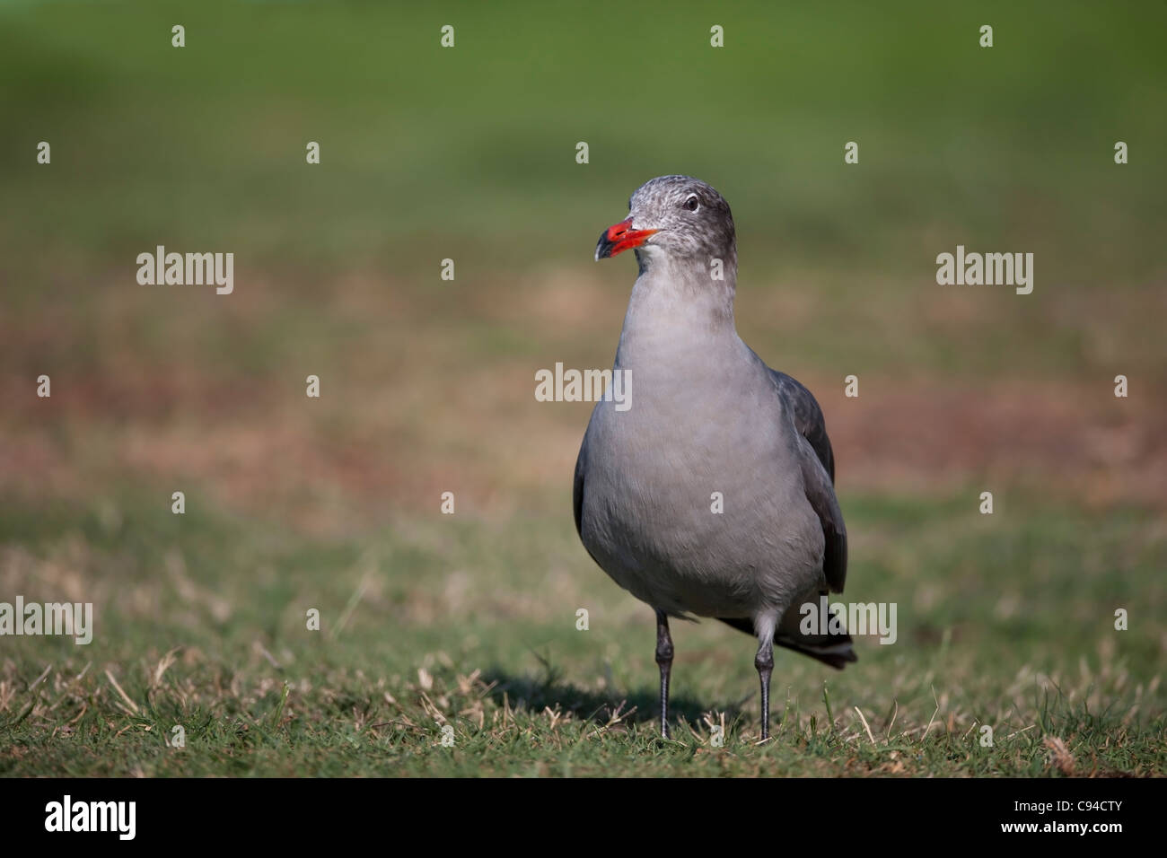 L'Heermann Gull (Larus heermanni), adulte en plumage d'hiver. Banque D'Images