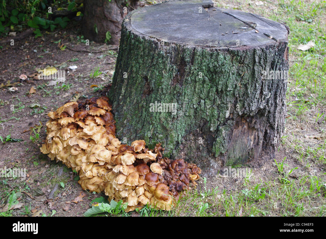 Grande grappe d'Armillaria champignons autour de plus en plus d'une souche d'arbre au cours d'un été chaud humide à New York Banque D'Images