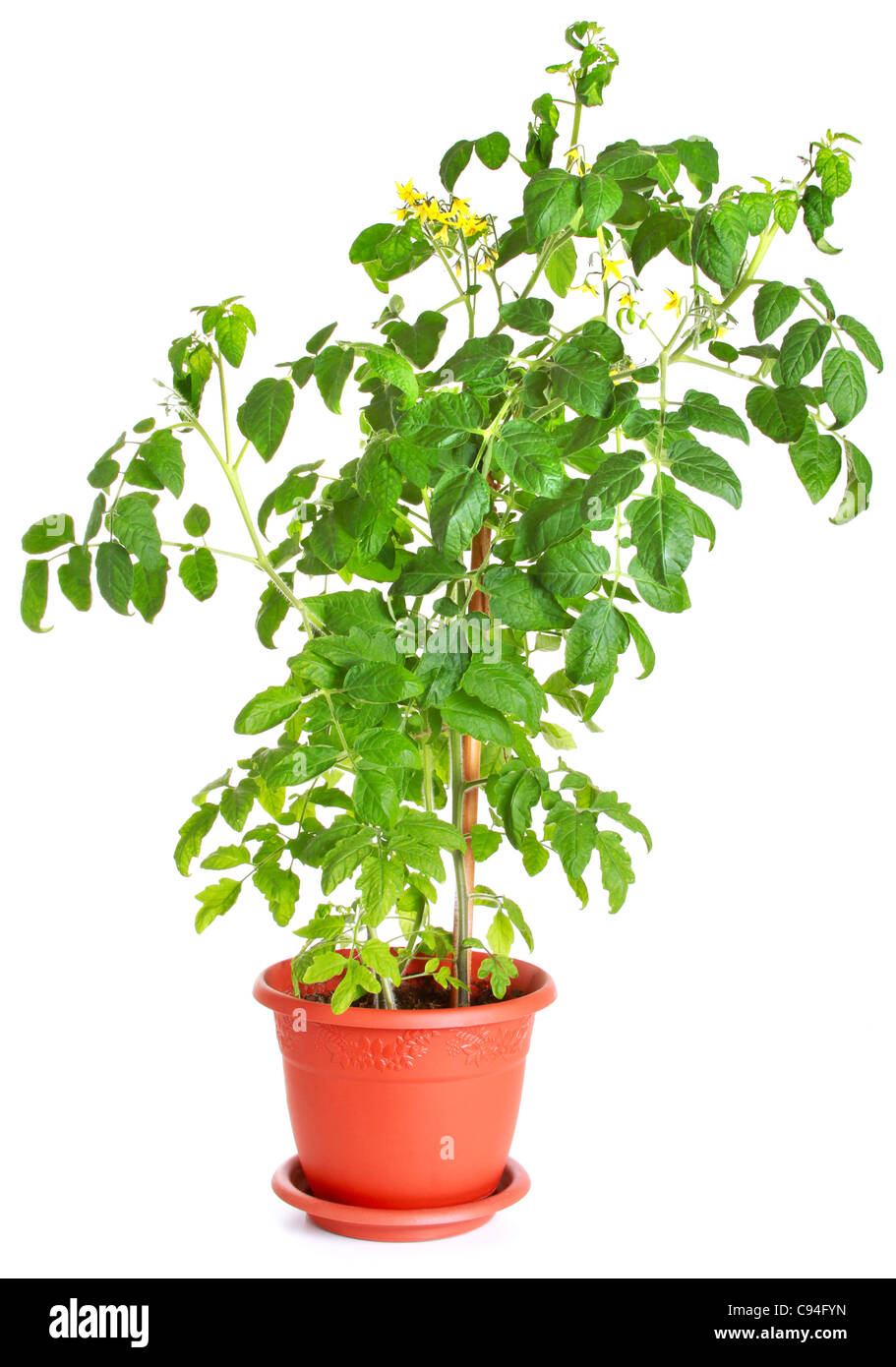 Bush tomate croissant dans un pot de fleur isolated on white Banque D'Images