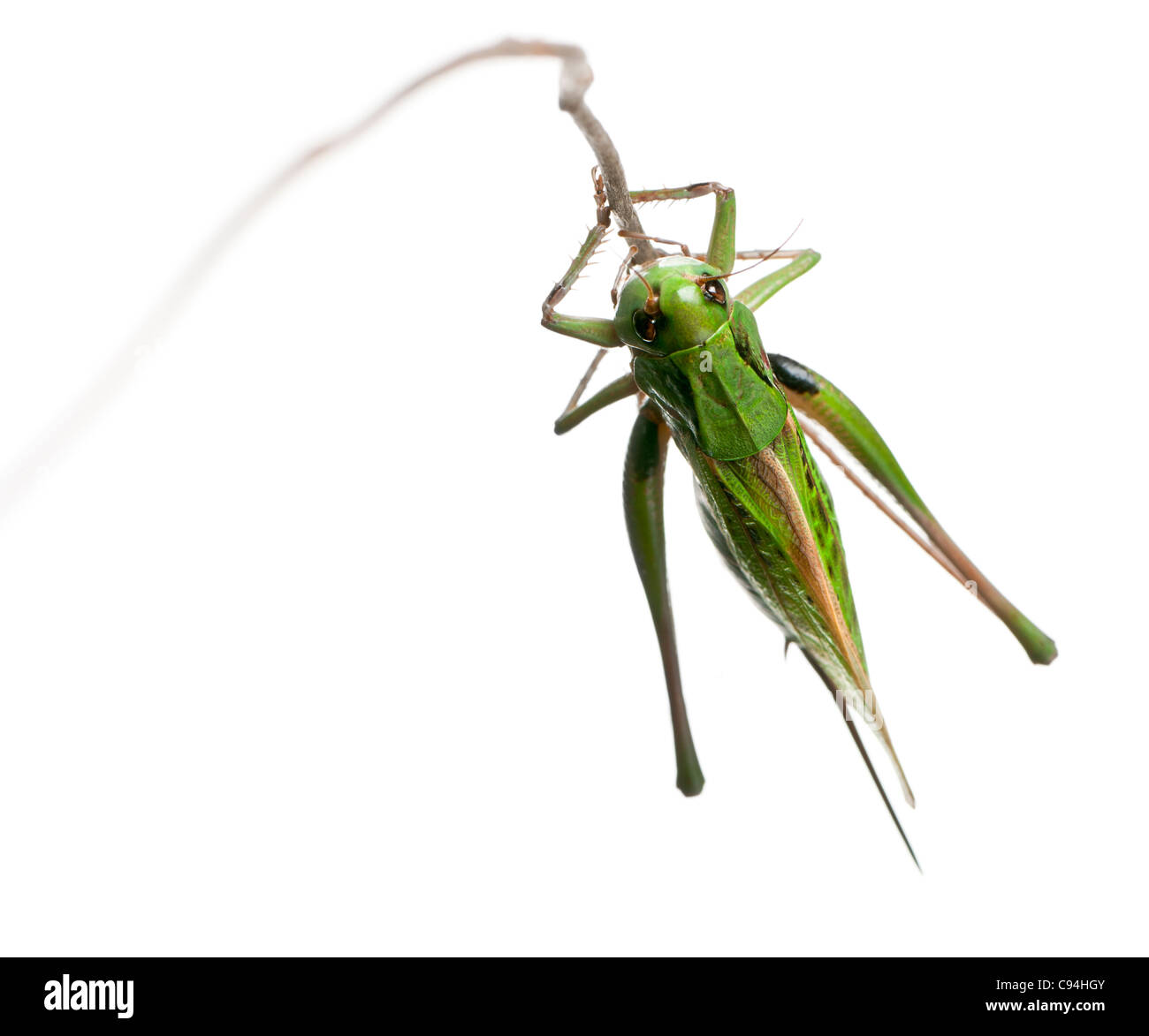 Dectique verrucivore femelle, un bush-cricket Decticus verrucivorus, in front of white background Banque D'Images