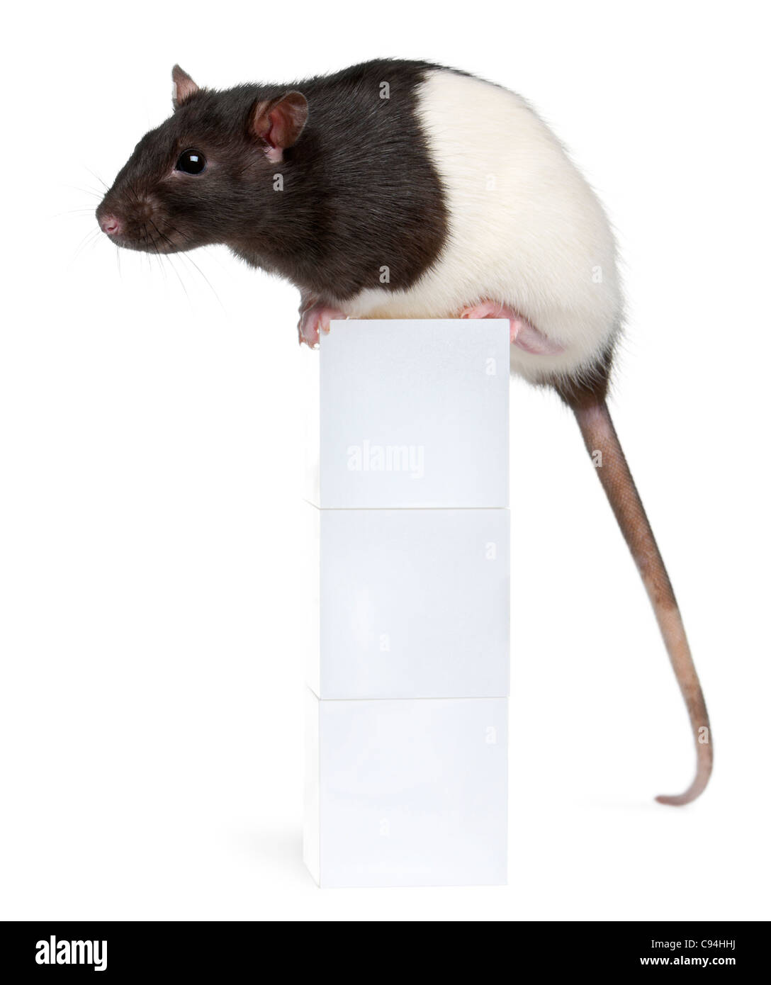 Rat de fantaisie, 1 ans, assis sur fort in front of white background Banque D'Images