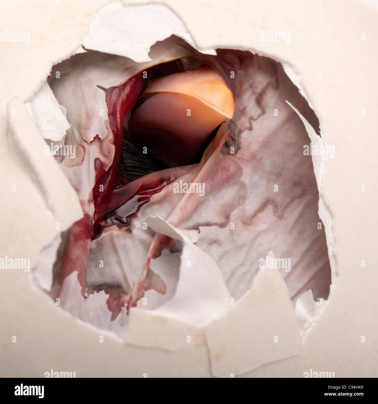 Close-up de l'éclosion de son oeuf Banque D'Images