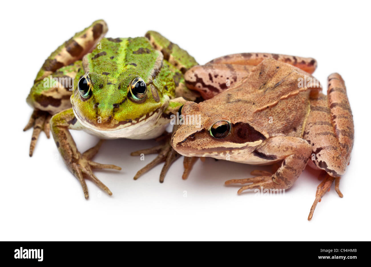 Européen Commun ou grenouille grenouille comestible, Rana esculenta, et a Moor Frog, Rana arvalis, in front of white background Banque D'Images