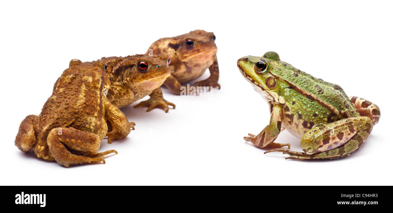 Politique européenne de grenouille, Rana kl. Esculenta, face de common ou crapauds crapauds européen Bufo bufo, in front of white background Banque D'Images
