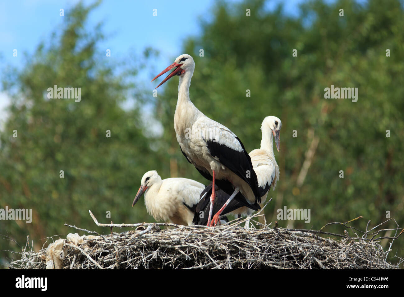 Des oiseaux sauvages dans un habitat naturel. La photographie de la faune. Ciconia ciconia, Oriental Cigogne Blanche. Banque D'Images