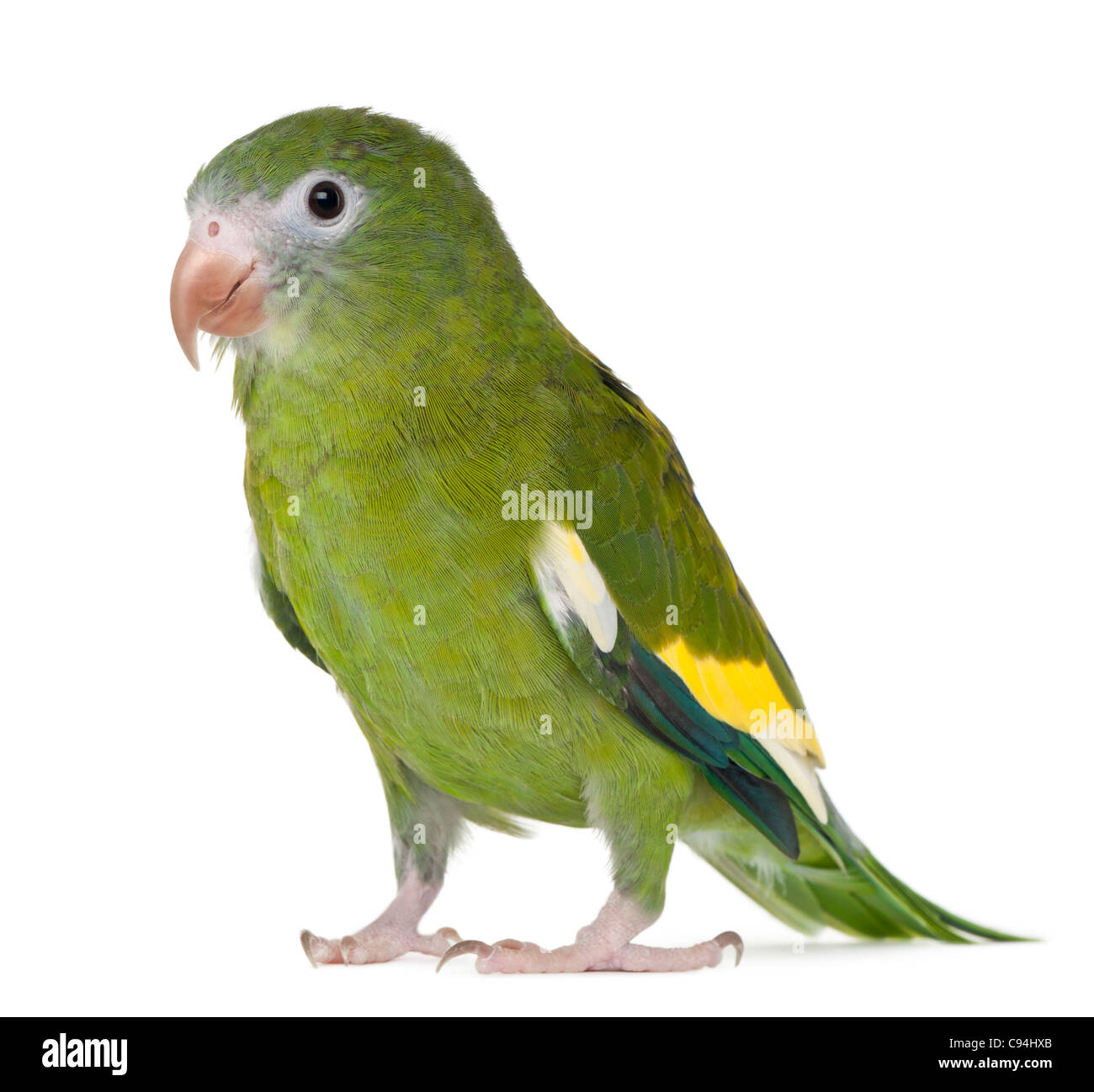 White-winged Parakeet Brotogeris versicolurus,, 5 ans, in front of white background Banque D'Images