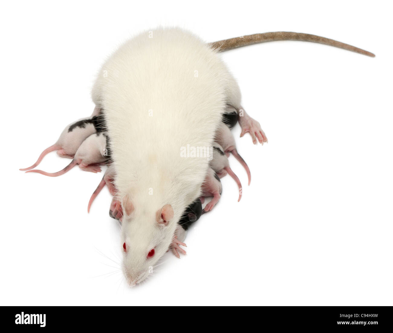 Rat de fantaisie nourrir ses bébés in front of white background Banque D'Images