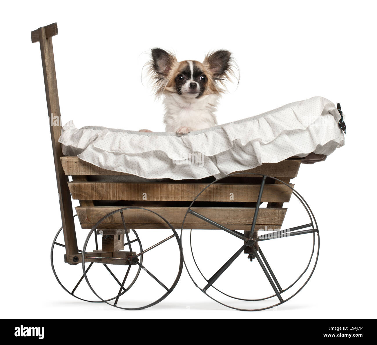 Chihuahua, à l'âge de 10 mois, s'asseoir en vieux wagon in front of white background Banque D'Images