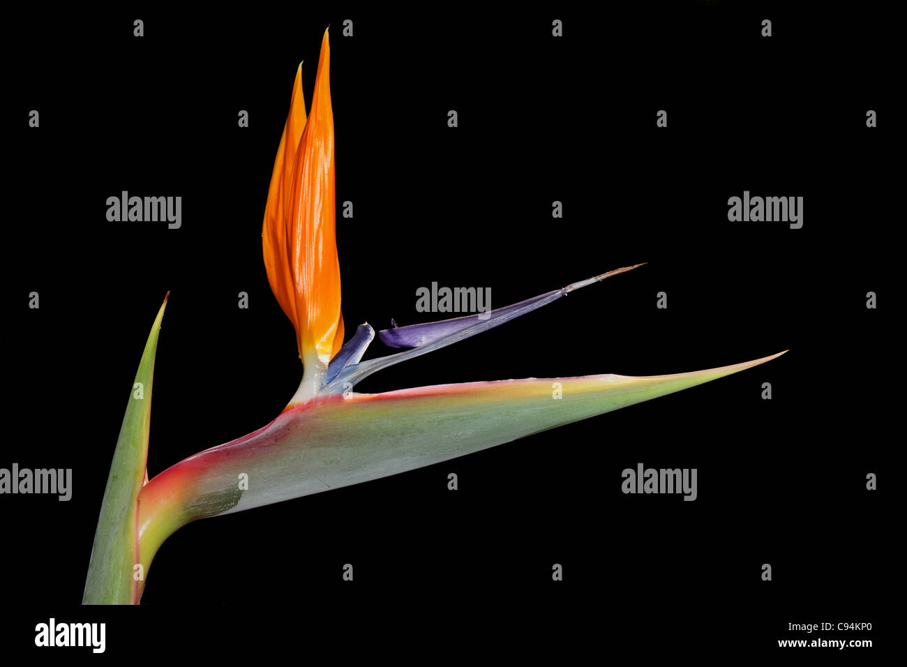 Strelitzia reginae colorée fleur - également connu sous le nom de crane fleur ou oiseau du paradis Banque D'Images