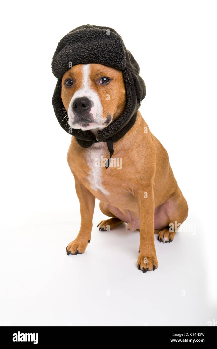 Il s'agit d'un portrait photographique de Staffordshire Bull Terrier Rouge un homme portant un chapeau type deerstalker. Banque D'Images