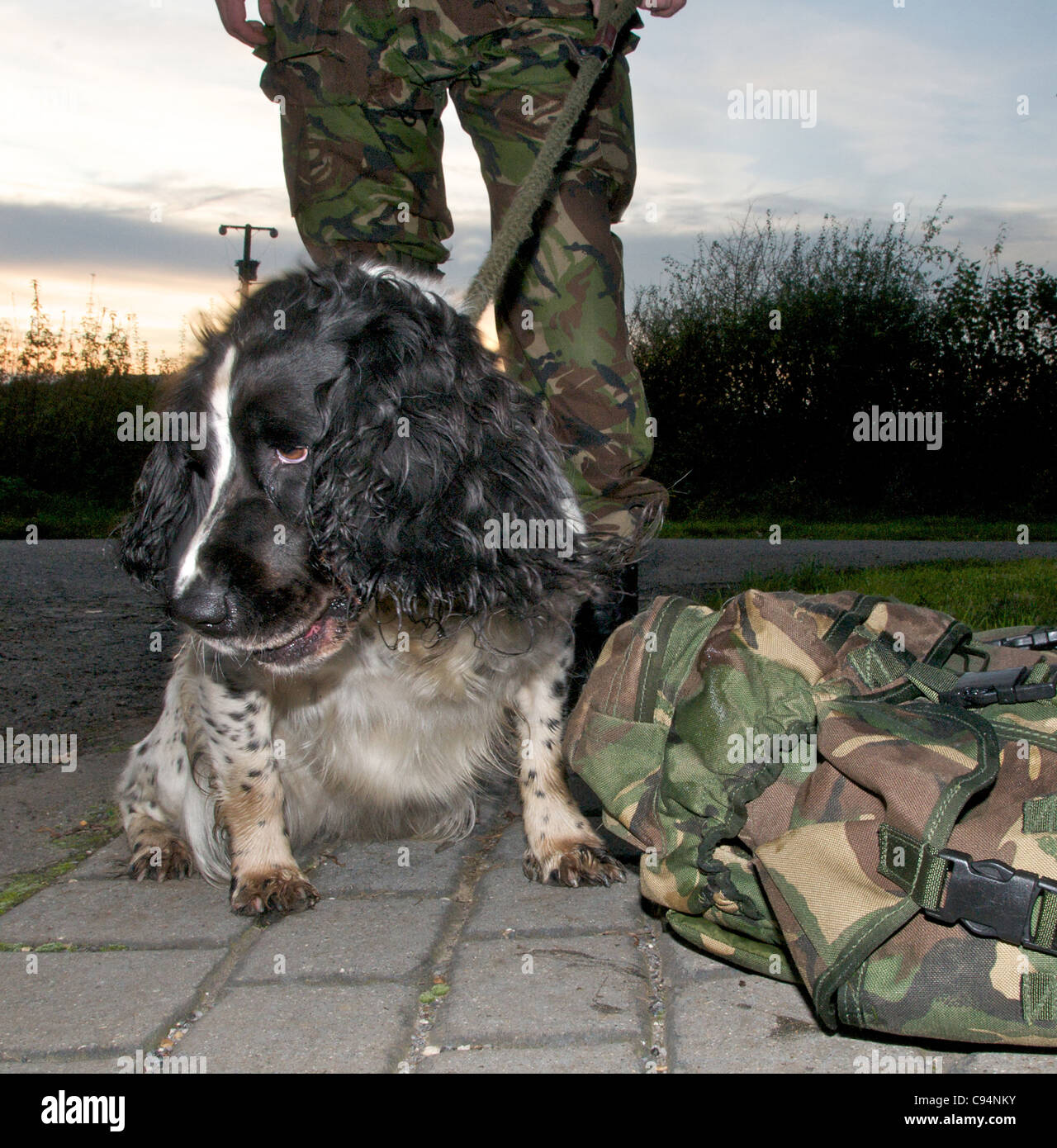 Les chiens renifleurs sont utilisés par la police et l'armée à la recherche de drogues et d'explosifs - c'est un Springer Spaniel Banque D'Images