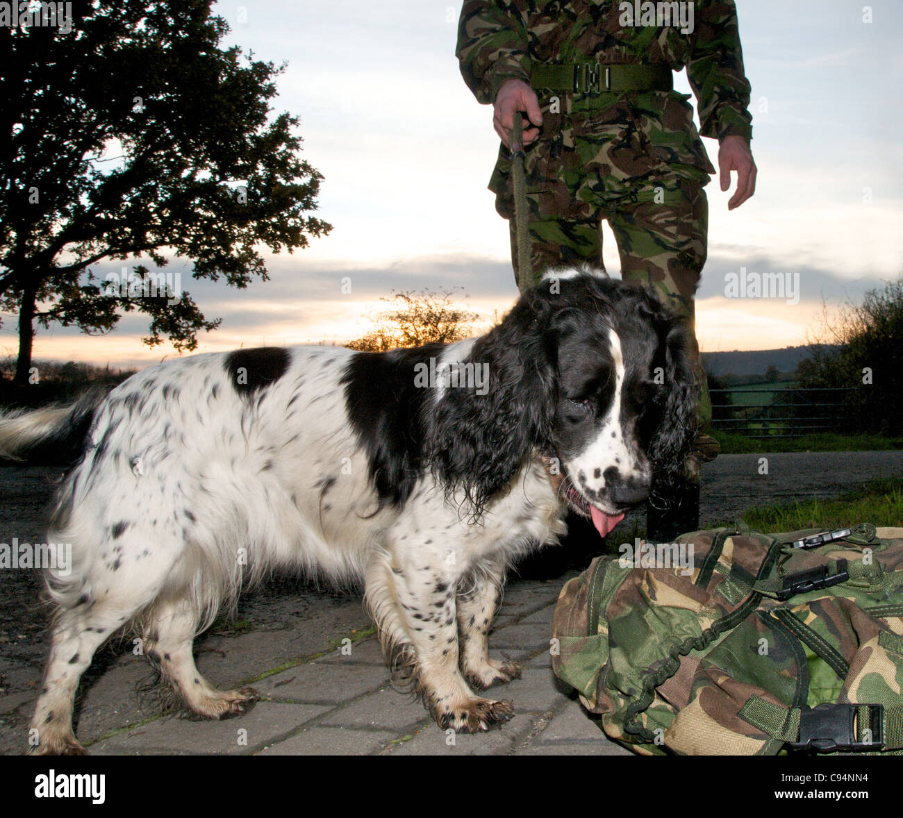Les chiens renifleurs sont utilisés par la police et l'armée à la recherche de drogues et d'explosifs - c'est un Springer Spaniel Banque D'Images