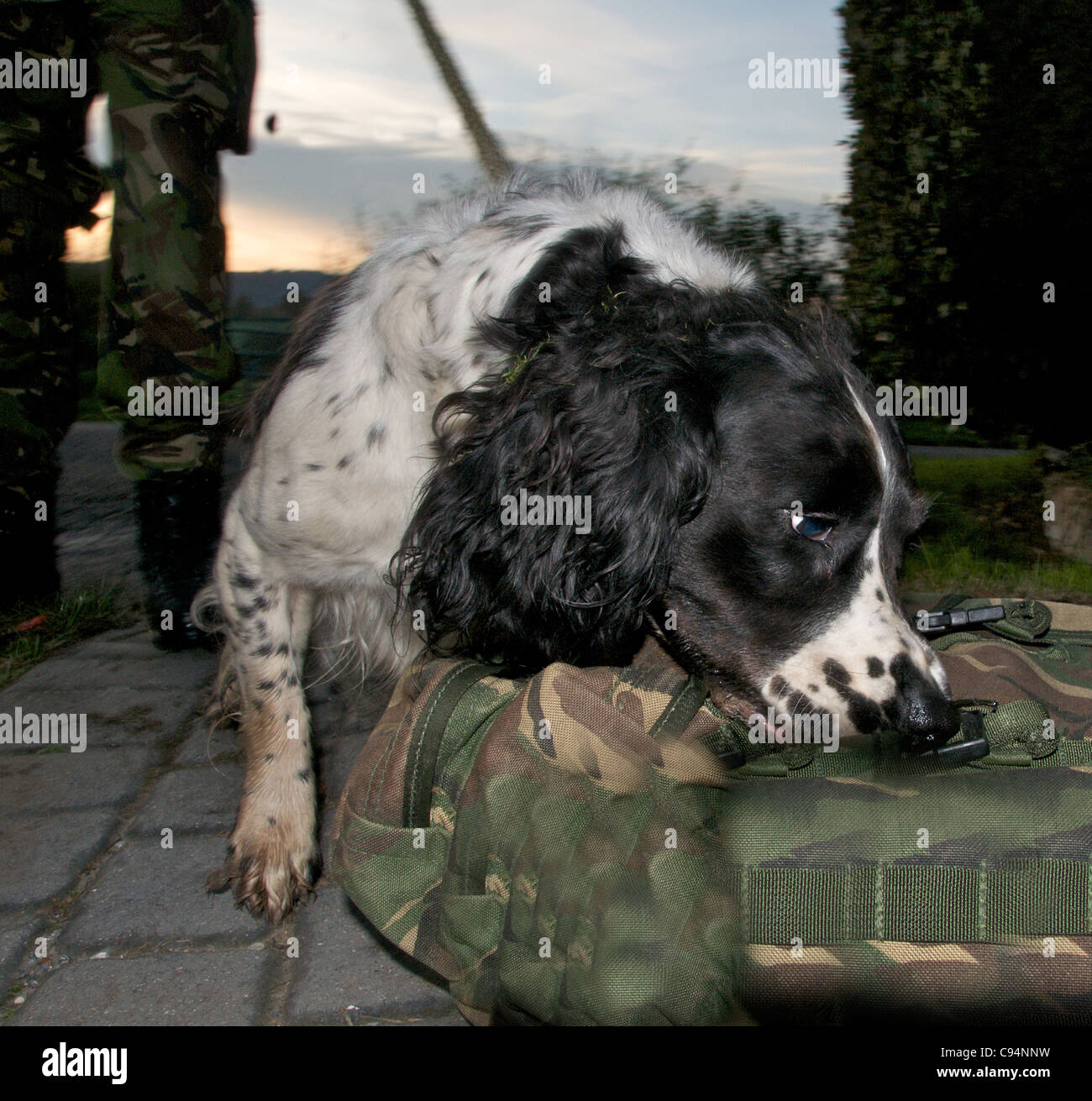 Les chiens renifleurs sont utilisés par la police et l'armée à la recherche de drogues et d'explosifs - c'est un Springer Spaniel Banque D'Images