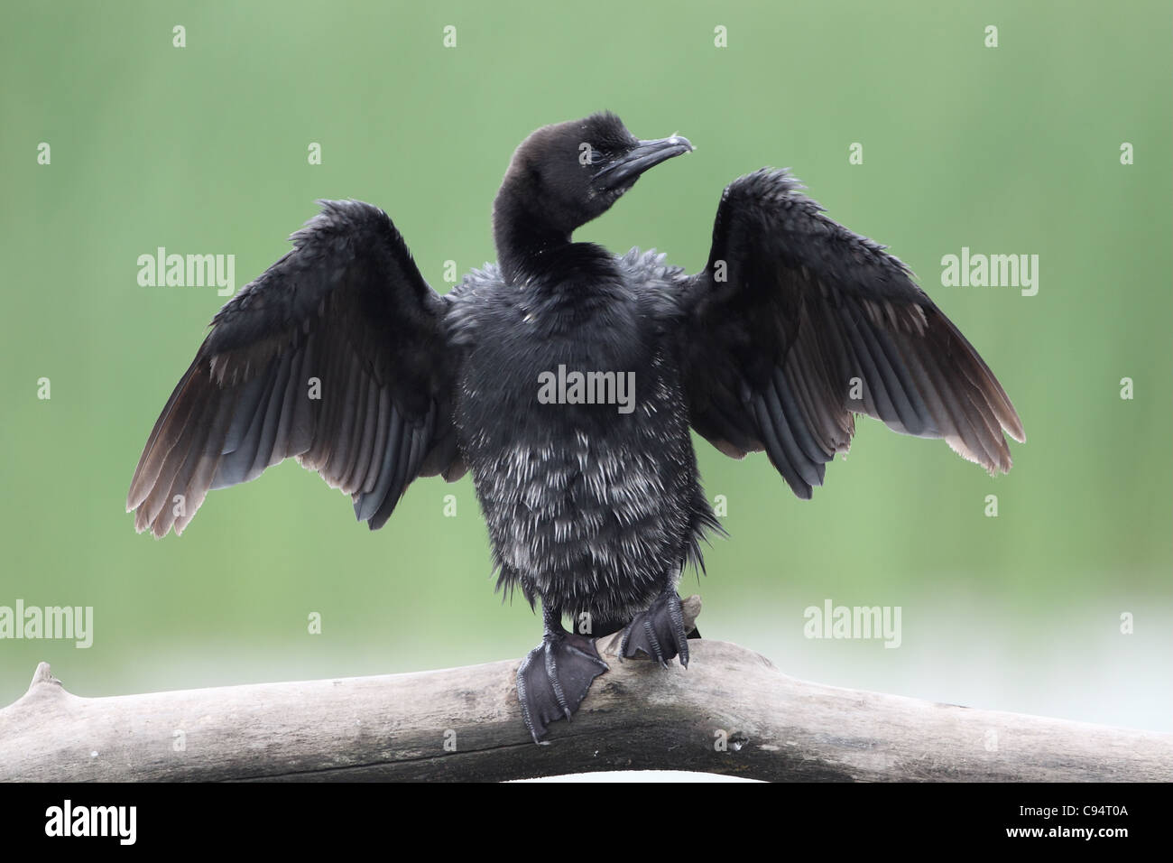 Cormoran pygmée Phalacrocorax pymeus, ailes de séchage Banque D'Images