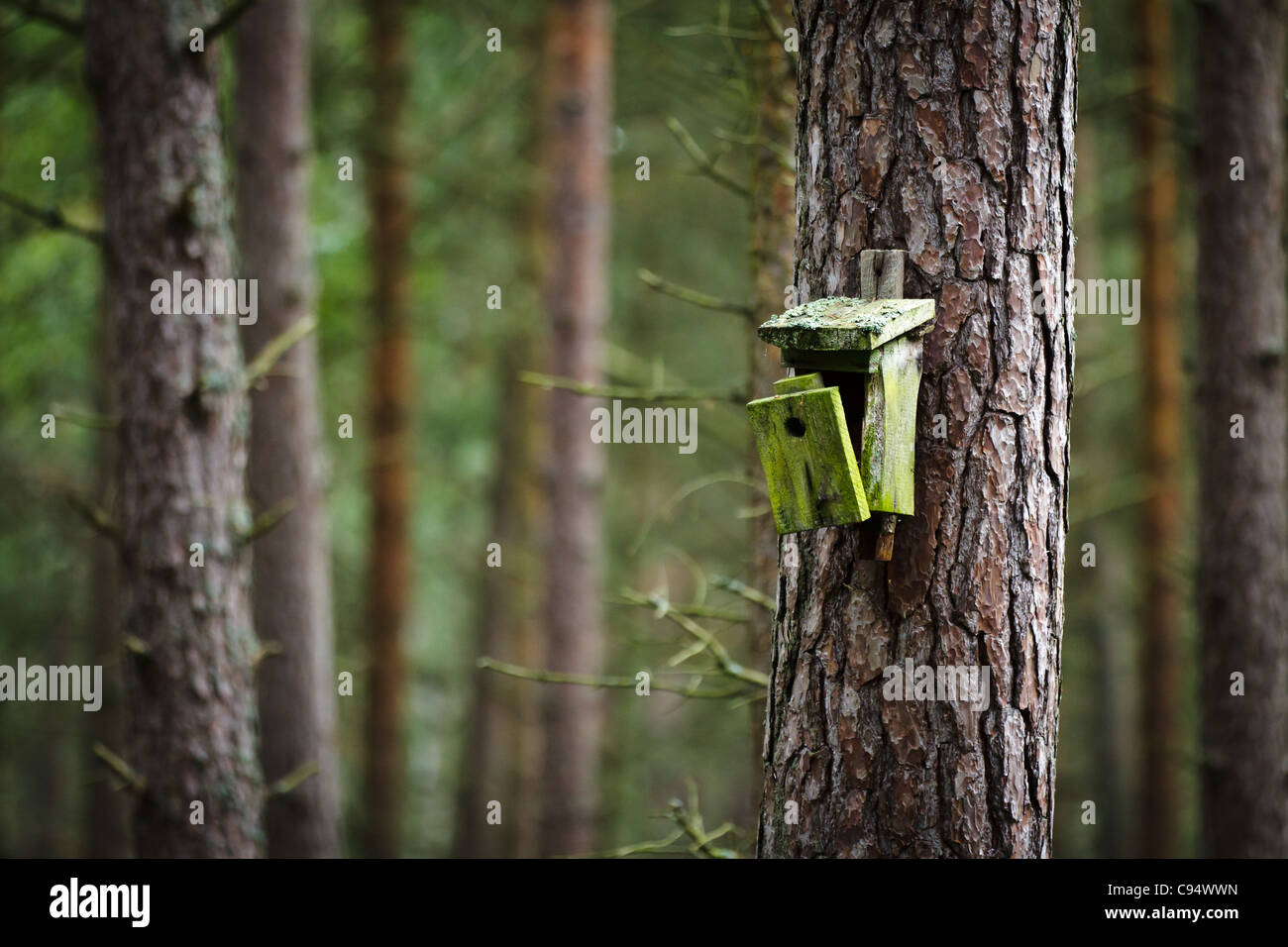 Vieux birdhouse in forest Banque D'Images