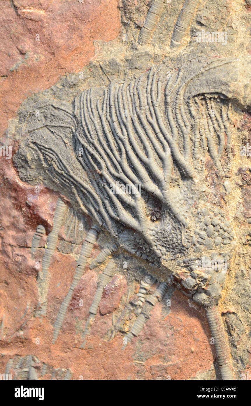 Lily mer fossile Scaphycrinites elegans d'âge Dévonien du sud du Maroc. Banque D'Images