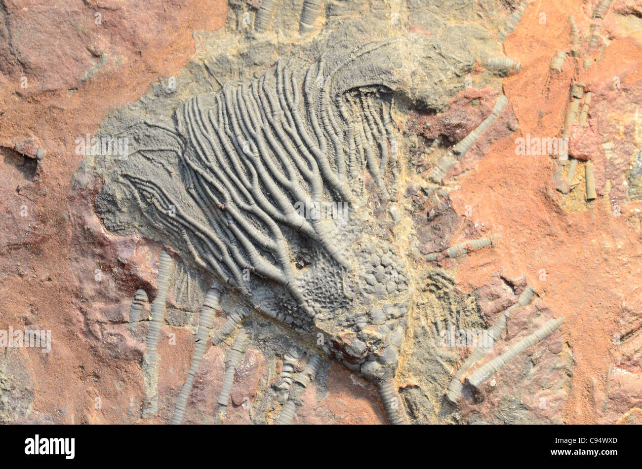 Lily mer fossile Scaphycrinites elegans d'âge Dévonien du sud du Maroc. Banque D'Images