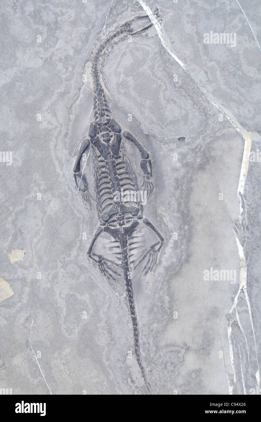 Fossile d'un petit reptile Keichousaurus hui d'âge triasique de Guozhou, Province de la Chine. Banque D'Images