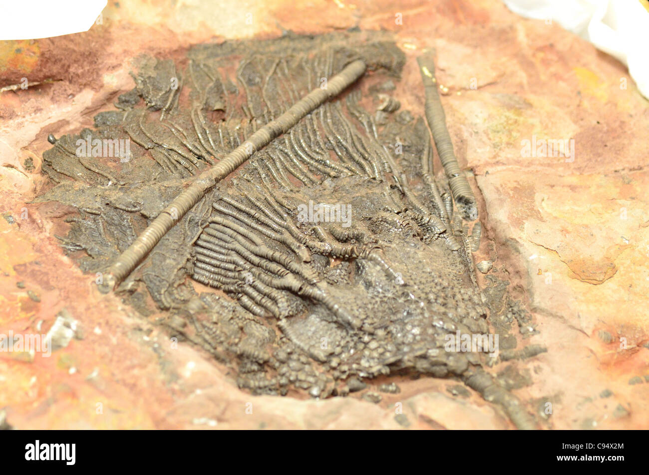 Lily mer fossile (Scaphycrinites elegans) d'âge Dévonien du sud du Maroc. Banque D'Images