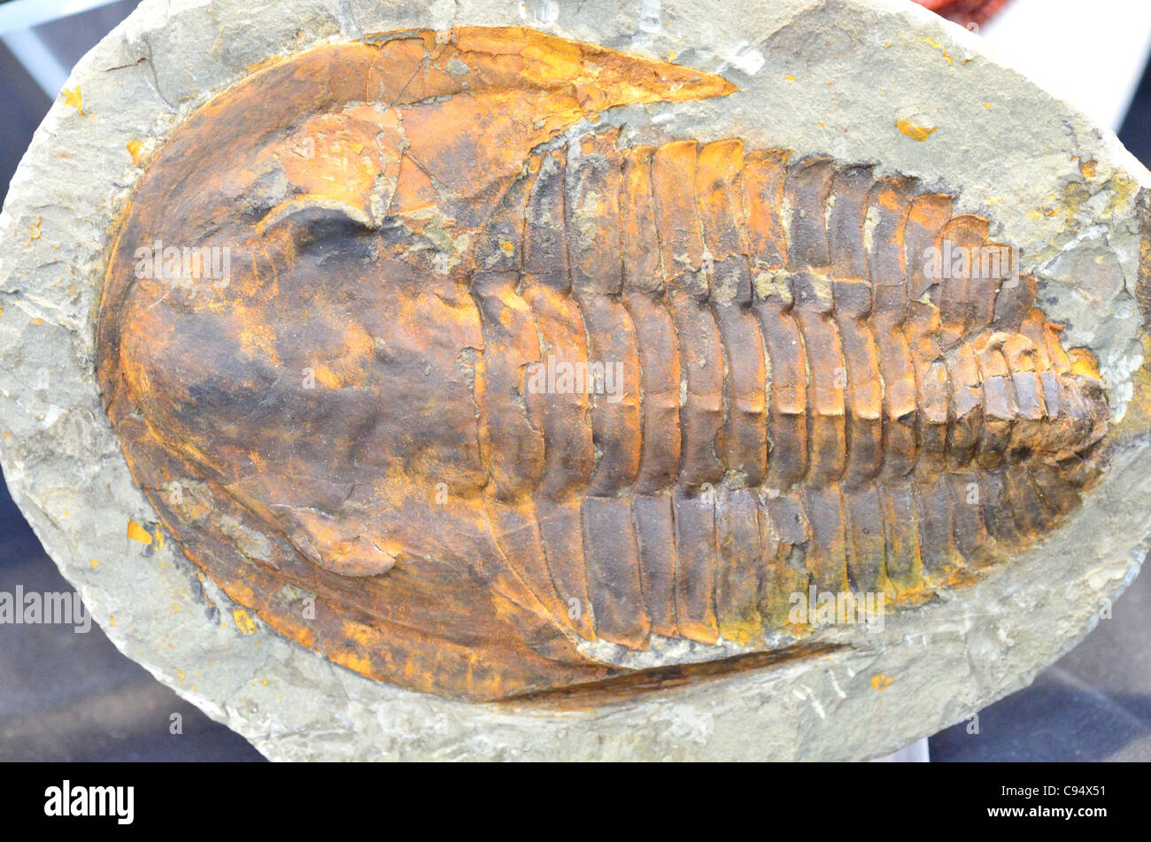 Cambropallas fossiles de trilobites du Cambrien du Maroc. Banque D'Images