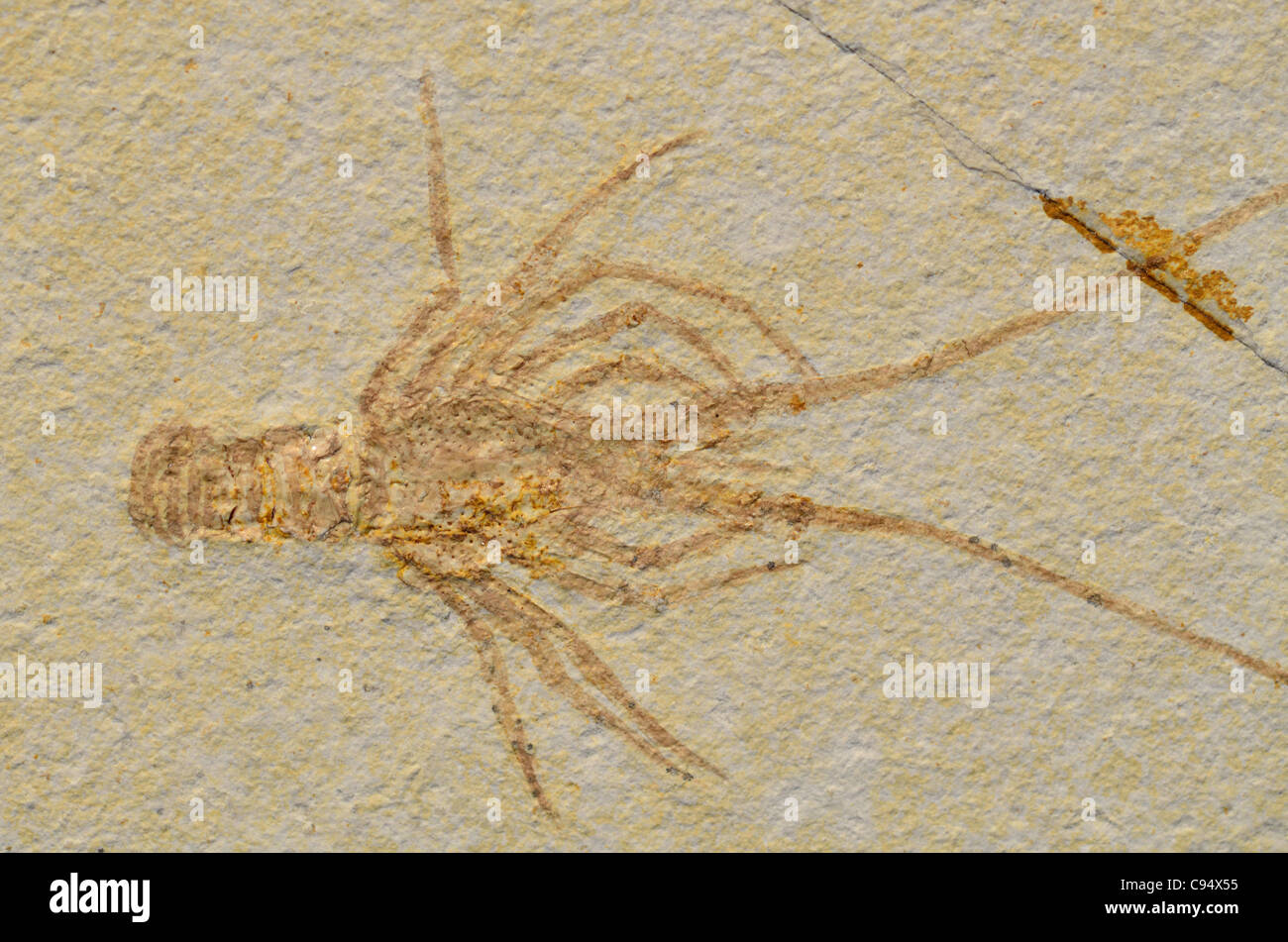 Palinuria homard fossile longipes dans le calcaire de la matrice. Banque D'Images