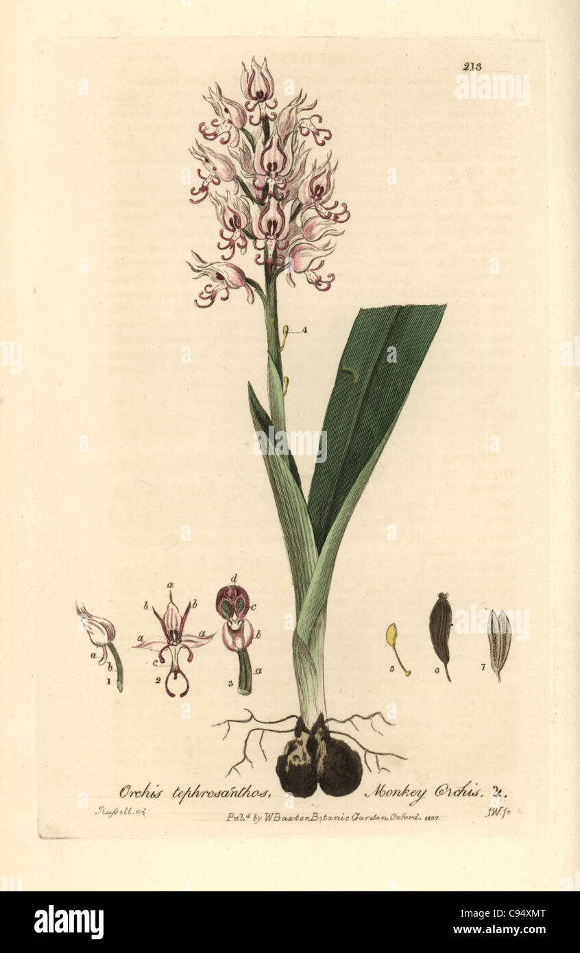 Orchis singe Orchis, tephrosanthos. Banque D'Images