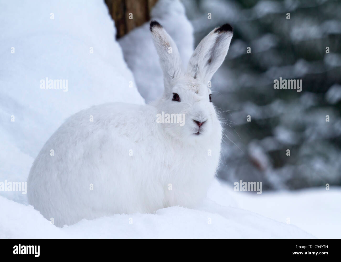 Lièvre dans la neige (Lepus timidus) Banque D'Images