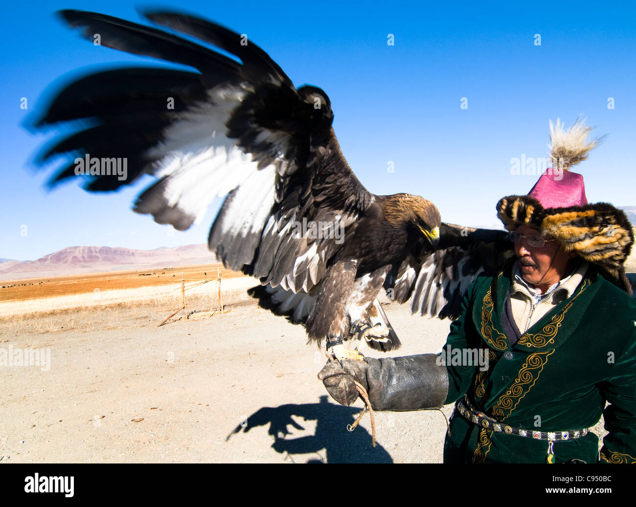 Un eagle hunter avec son aigle doré. Banque D'Images