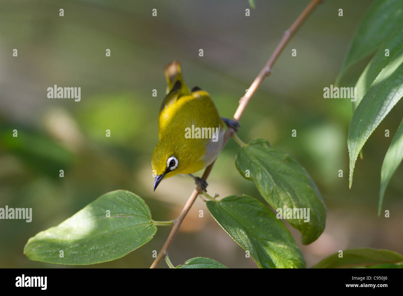 Sri Lanka white-eye (Zosterops ceylonensis) Banque D'Images