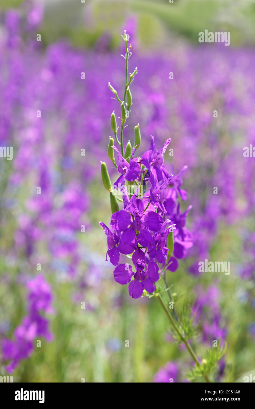Portrait de couleurs riches de violettes dans un champ plein de fleurs, vertical, coloré, l'espace de culture et de l'espace de copie Banque D'Images