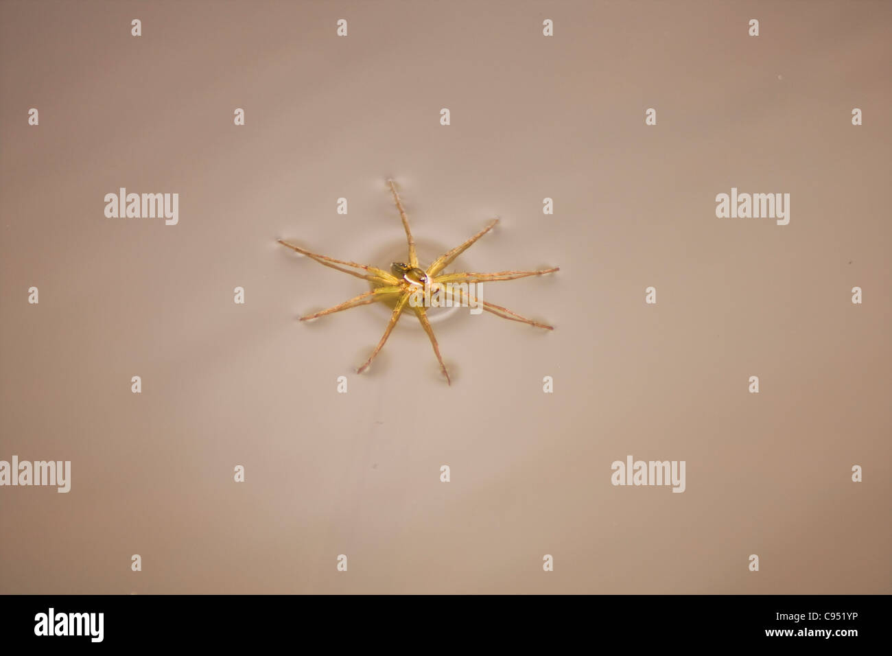 Un exemple d'une femme araignée pêche repéré six (Dolomedes triton) à l'aide de la tension de surface de l'eau pour flotter au-dessus de l'eau douce Banque D'Images