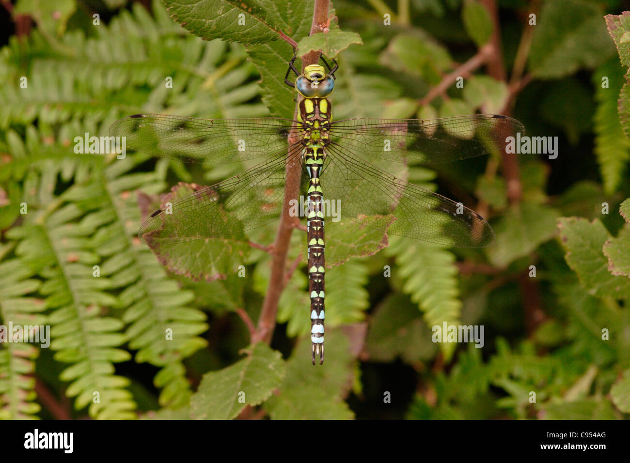 Le sud de hawker dragonfly (Aeshna cyanea), homme, au Royaume-Uni. Banque D'Images