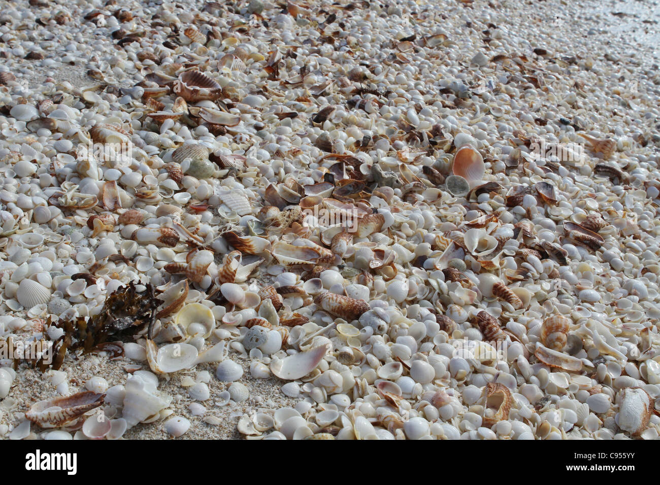 Un dense amas de coquillages sur la plage à Celestun au Mexique. Banque D'Images