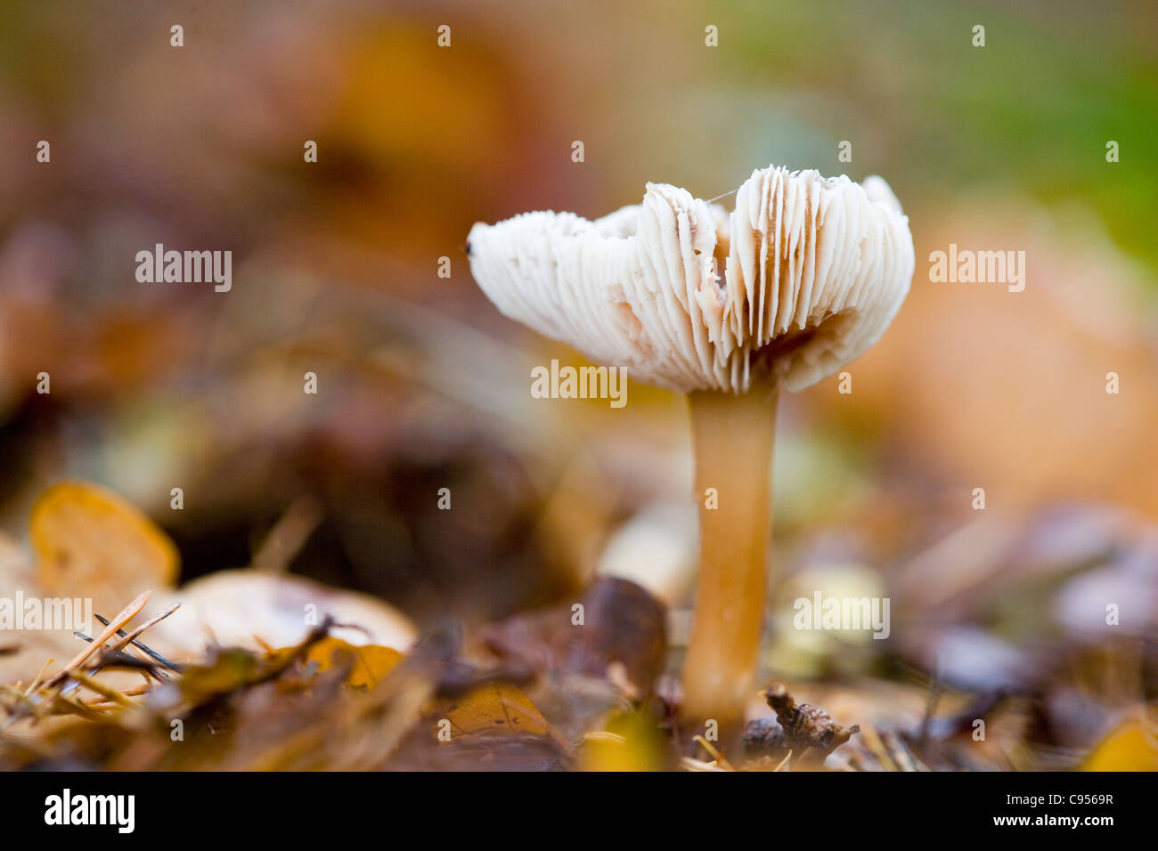 CAP/BEURRE CHAMPIGNONS QUEUE DURE GRAS Banque D'Images