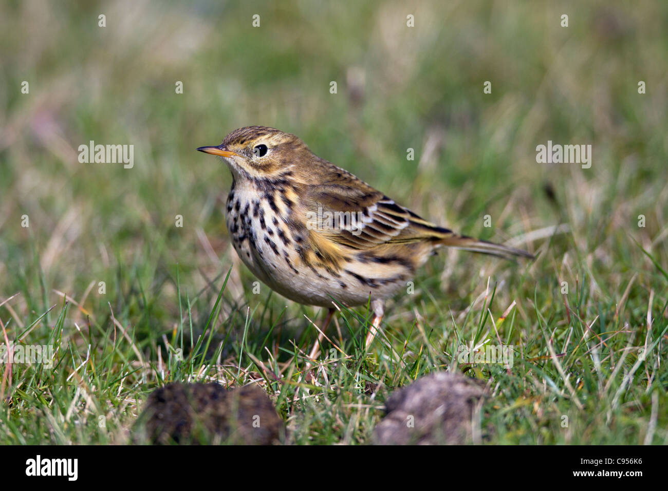 Pipit Anthus pratensis Meadow ; ; ; Cornwall UK Banque D'Images
