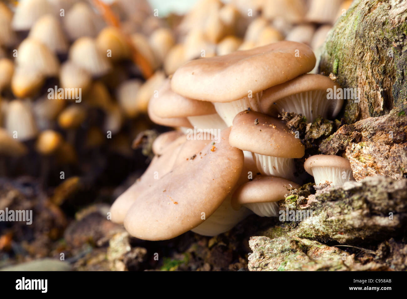 Pleurote Pleurotus ostreatus ; Royaume-Uni ; Banque D'Images