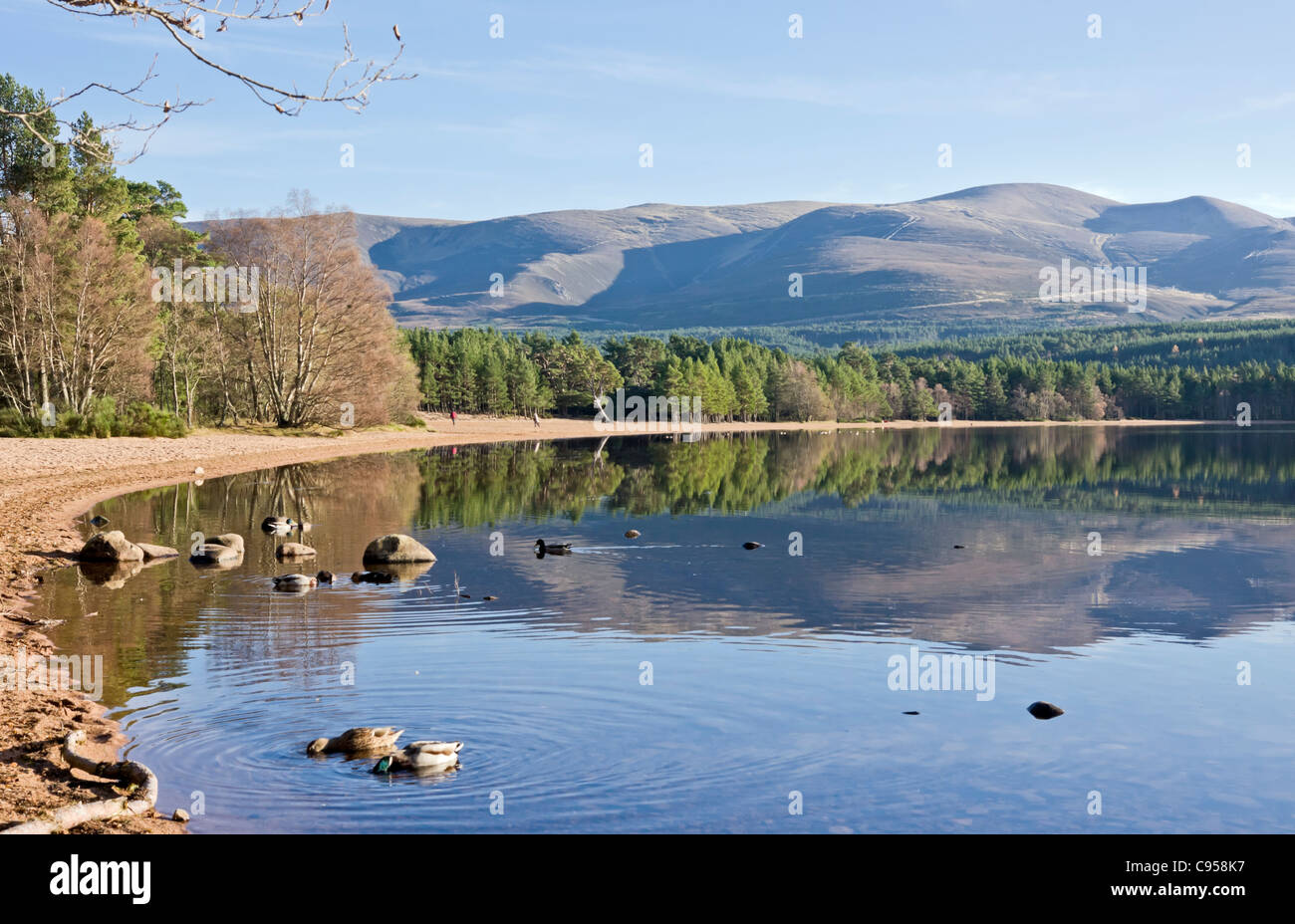 Le Loch Morlich dans la région de Cairngorms d'écosse dans une ambiance calme et ensoleillée journée d'automne sur la montagne droit Cairn Gorms Banque D'Images