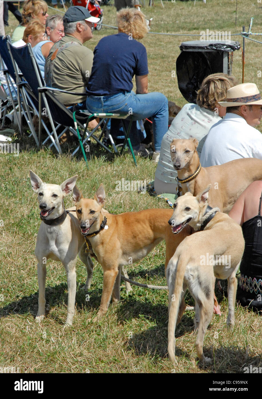 Un pays dog show Editorial uniquement. Boules à croix dans le Sussex. Banque D'Images