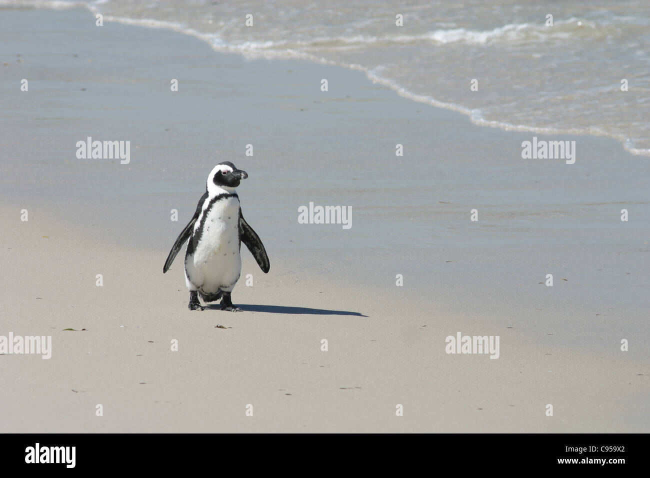 Pingouins jackass ou africains à la colonie de pingouins Boulders beach à Simonstown, près de Cape Town, Afrique du Sud Banque D'Images