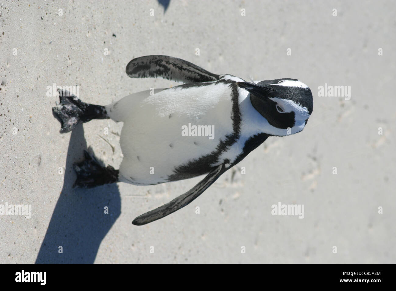 Pingouins jackass ou africains à la colonie de pingouins Boulders beach à Simonstown, près de Cape Town, Afrique du Sud Banque D'Images