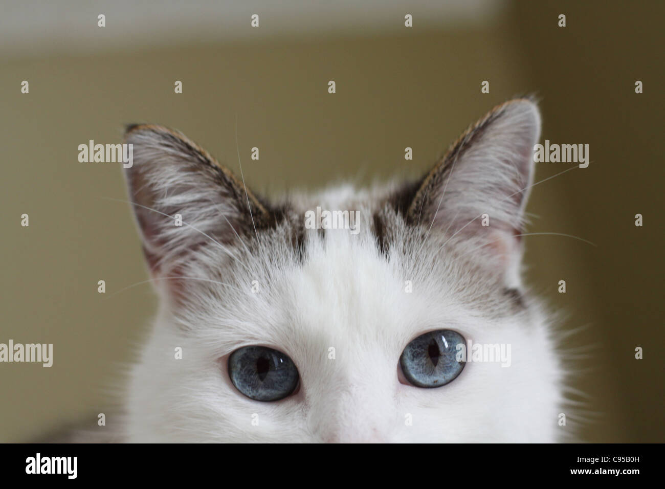 Un gros plan de la face d'un chat avec de grands yeux bleus. Banque D'Images